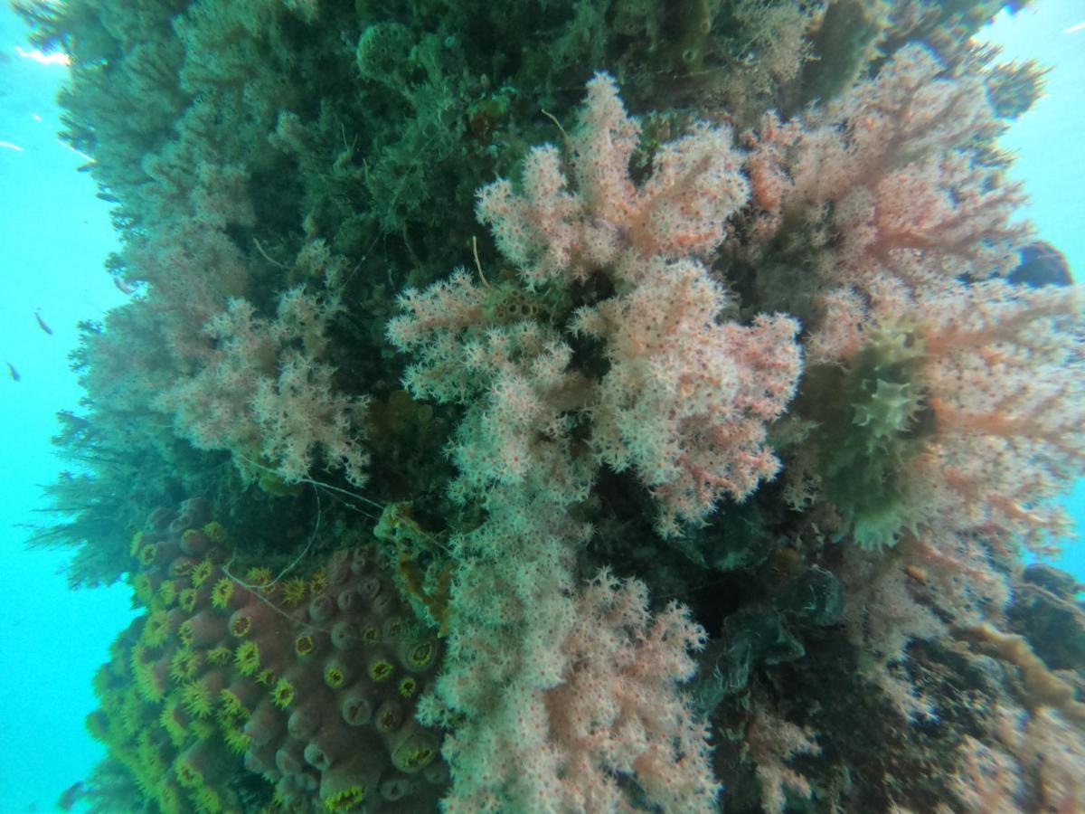 Meos Ambower Homestay Raja Ampat Fam Esterno foto